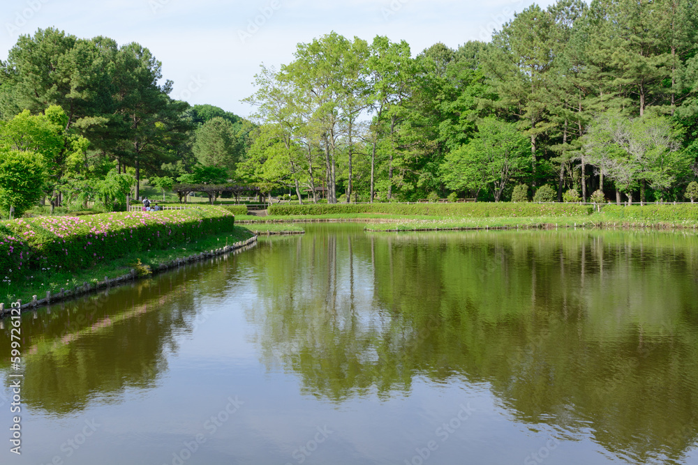 公園の池 公園の池