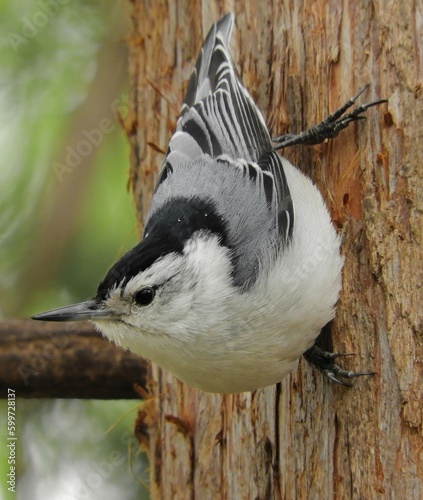 close up of a beautiful male  white-breasted nuthatch perched on the side of a tree in spring in starved rock state park in illinois photo