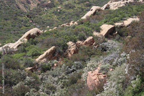 Springtime blooms awaken in the Elfin Forest, also known as Chaparral, a biodiversity hotspot worthy of protection in the Santa Monica Mountains. photo