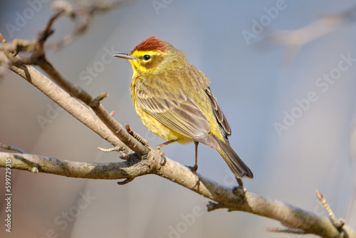 Palm warbler, Calidris maritima, perched on branch in full view of dorsal plumage