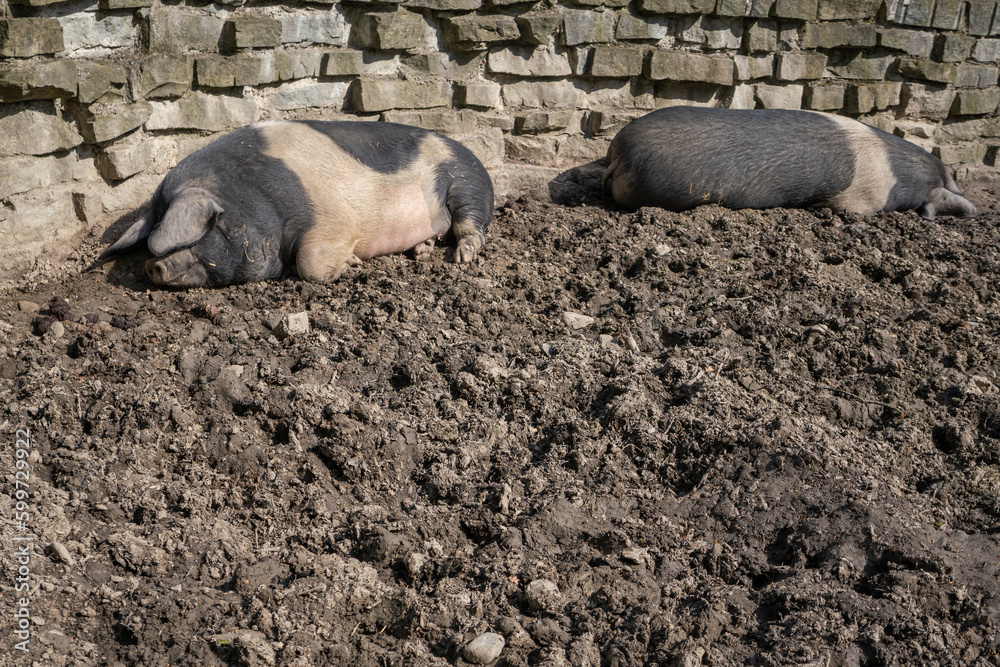 Two adult pigs lying lying by the wall. Two adult pigs lying lying by the wall.