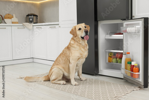 Cute Labrador Retriever near open refrigerator in kitchen