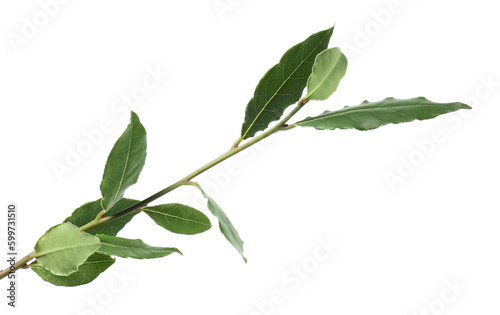 Branch with bay leaves isolated on white