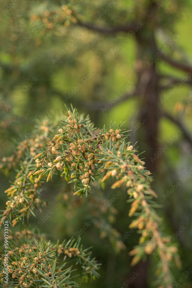 Detail of juniper flowers on a twig.