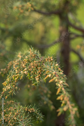 Detail of juniper flowers on a twig.