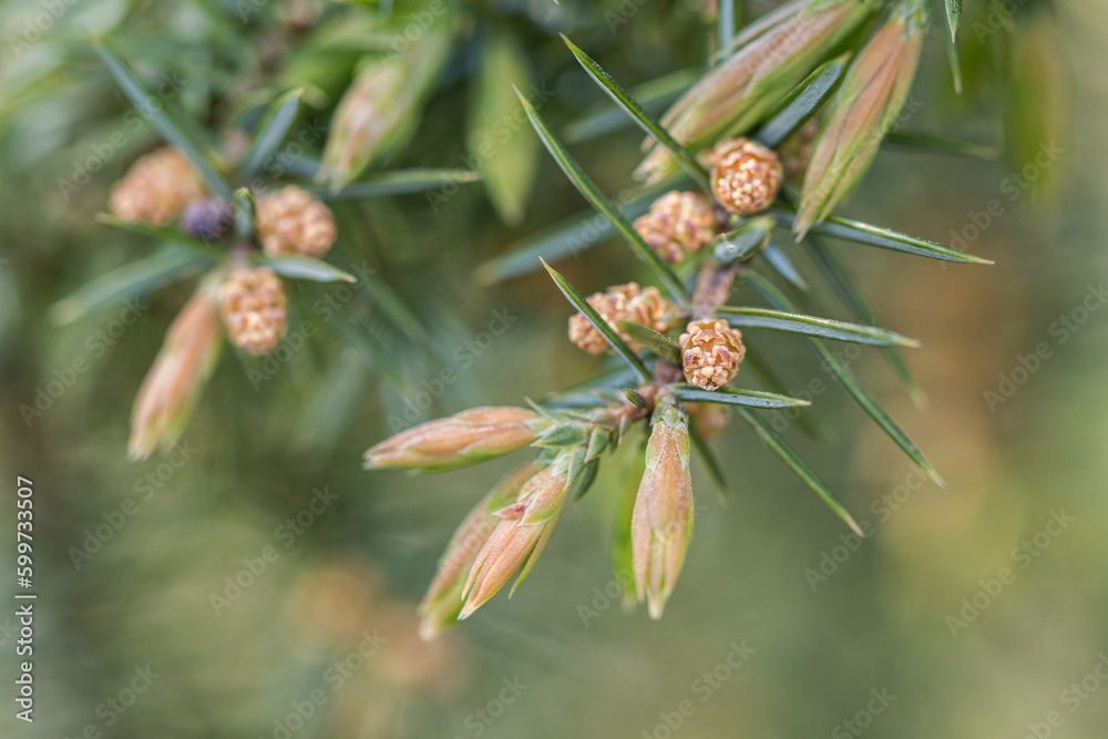 Detail of juniper flowers on a twig. Detail of juniper flowers on a twig.