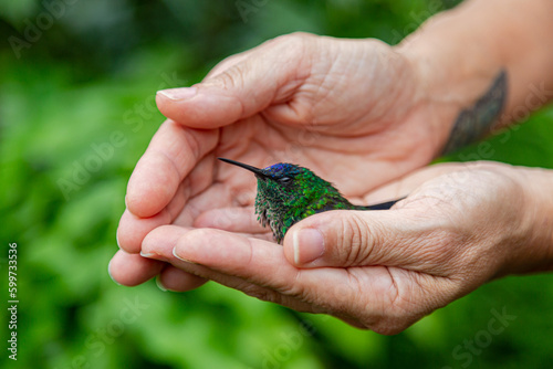 mãos de mulher juntas em formato de concha mostrando um filhote de beija-flor  que esta em tratamento ainda doente, e no fundo folhas verdes desfocadas 