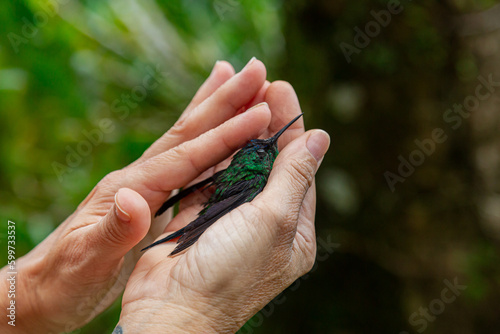 Mãos femininas acolhendo um bebê de beija-flor, uma ampara enquanto a outra acaricia, e ao fundo vegetação desfocada.