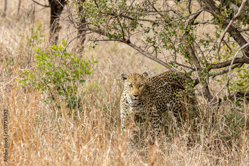 Fotografie leopardo grande camuflado em meio a savana africana
