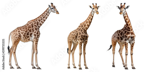 Giraffe Set Isolated on Transparent Background - Generative AI
 photo