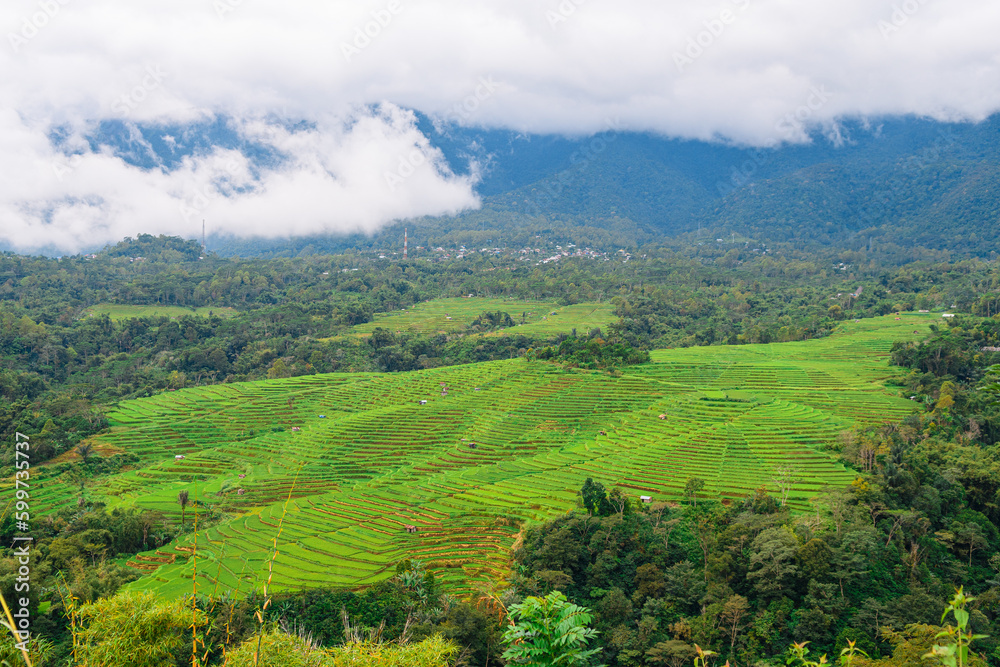 panoramic view of spider rice terrace field in ruteng, indonesia