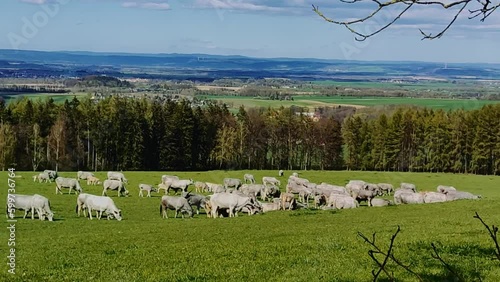 cows graze against the backdrop of mountains