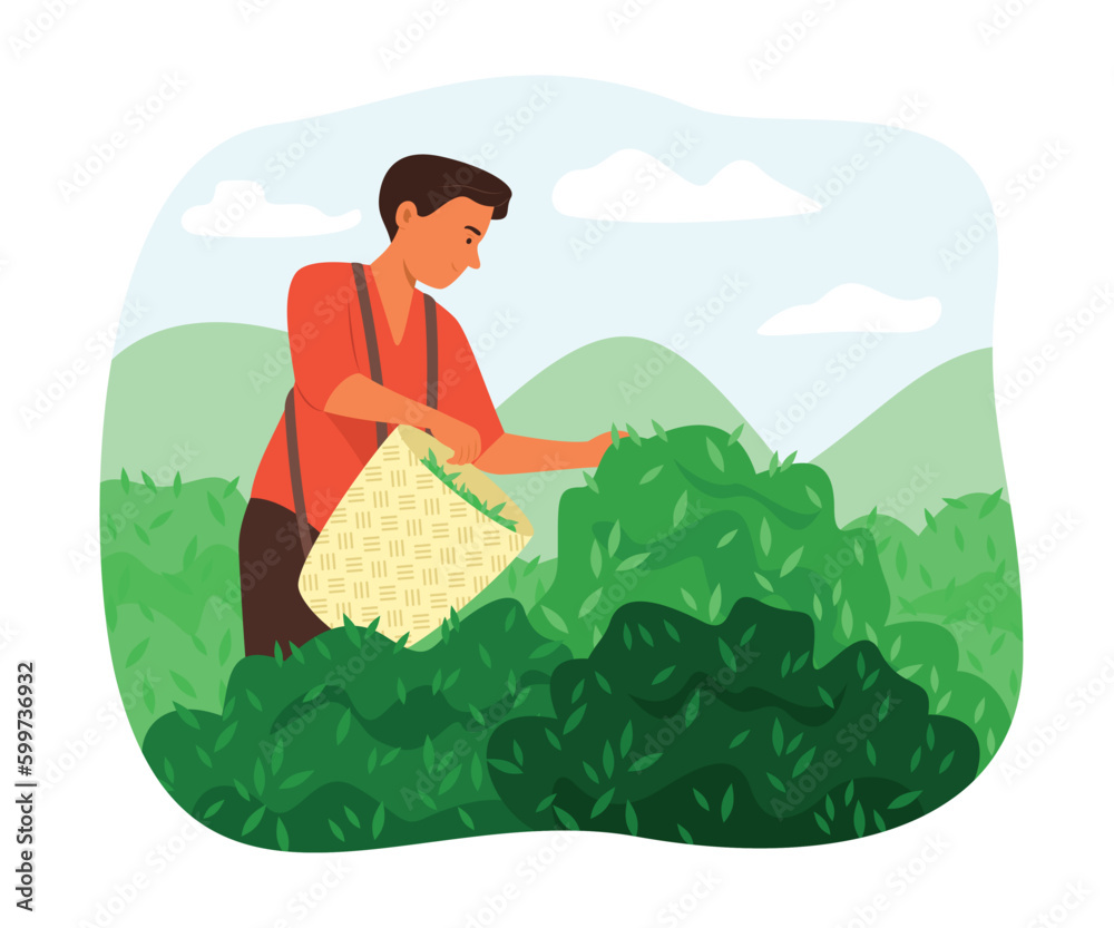 Farmer Man Picking Fresh Tea Leaf in Tea Garden
