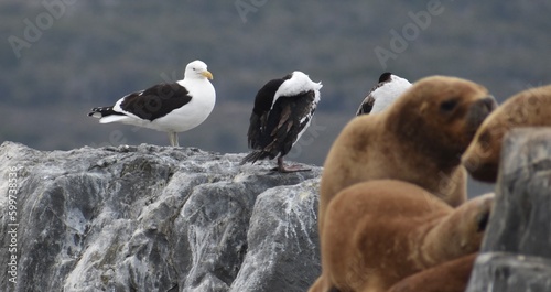 Seagulls resting on the rocks near a pack of sea lions in Patagonia, Argentina
