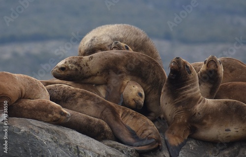Sea lions piled on each other on the rocks in the Beagle Channel, Patagonia, Argentina