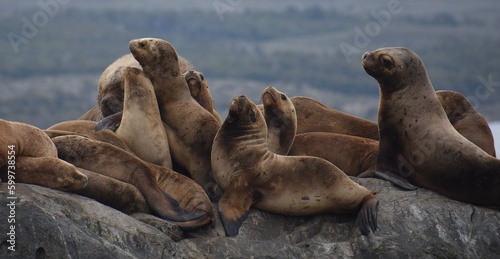 Large group of sea lions resting together on the rocks in the Beagle Channel, Argentina