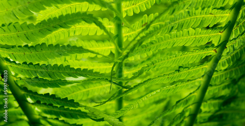 green background with fern leaves macro .green leaves of a young fern for background