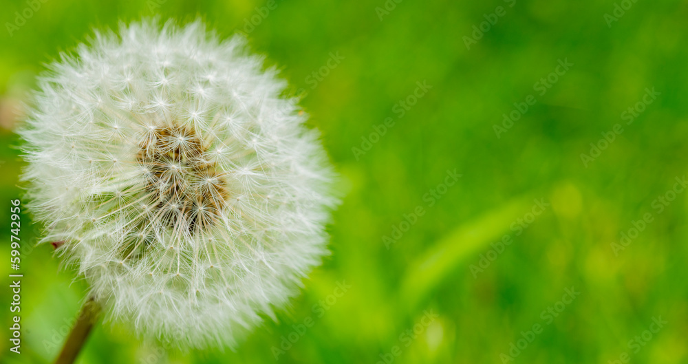 Fototapeta premium dandelion closeup for wallpaper desktop banner background.white dandelion on green background macro