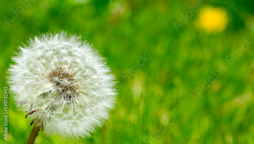 dandelion closeup for wallpaper desktop banner background.white dandelion on green background macro