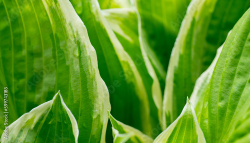 green leaves with white line for banner background