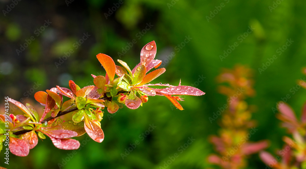 Fototapeta premium beautiful leaves of young barberry for background