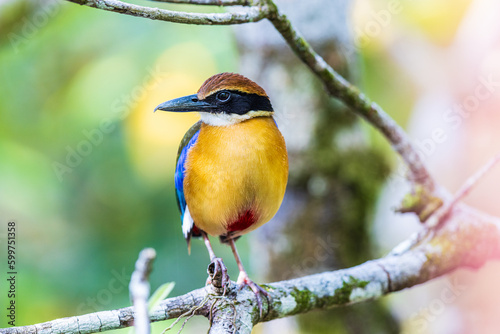 Bild auf Leinwand Mangrove piyya (Pitta megarhyncha)  a rare bird on the branch of the mangrove tree