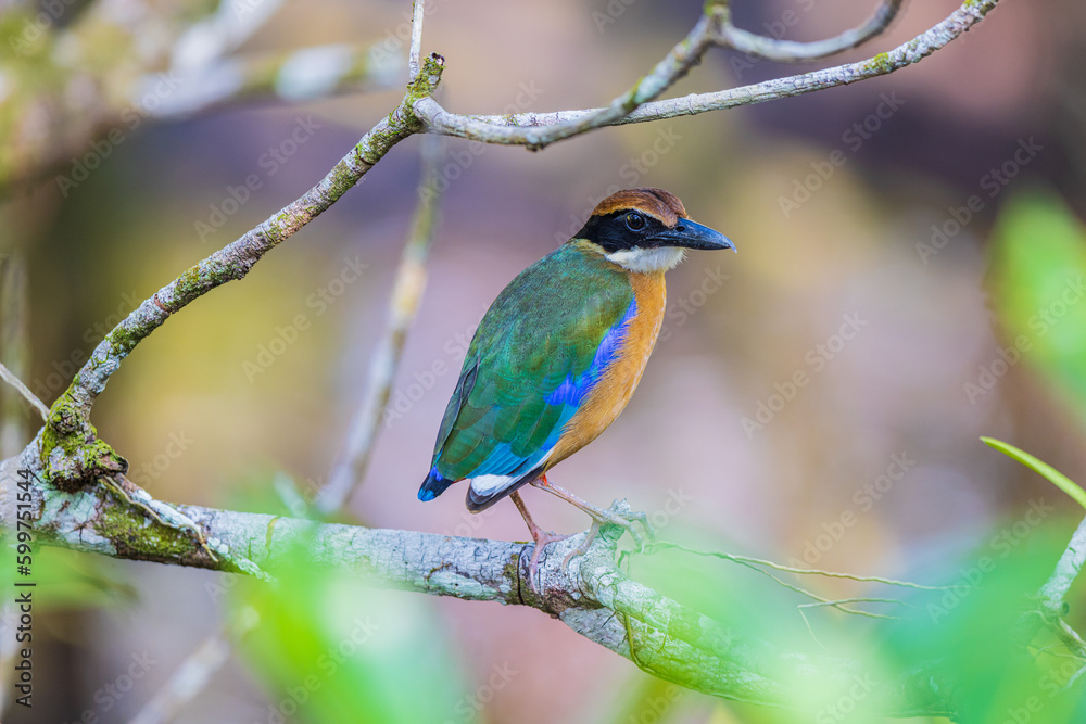 Mangrove piyya (Pitta megarhyncha)  a rare bird on the branch of the mangrove tree.