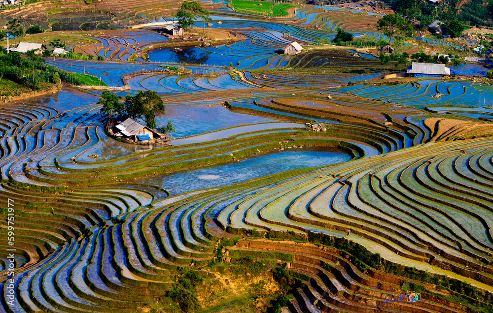 Naklejka premium Rice Terraces in Vietnam