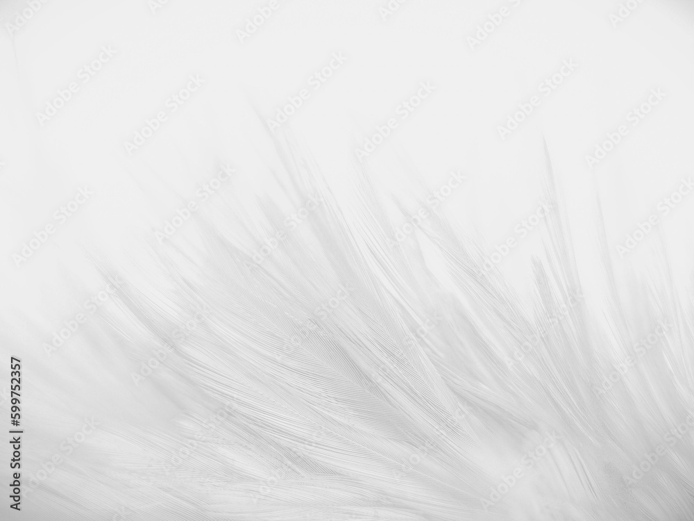 Beautiful abstract colorful gray and white feathers on white background and soft pink feather texture on white pattern and light pink background valentine day Beautiful abstract colorful gray and white feathers on white background and soft pink feather texture on white pattern and light pink background valentine day