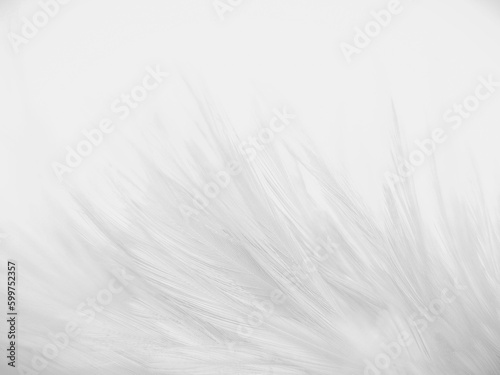 Beautiful abstract colorful gray and white feathers on white background and soft pink feather texture on white pattern and light pink background valentine day