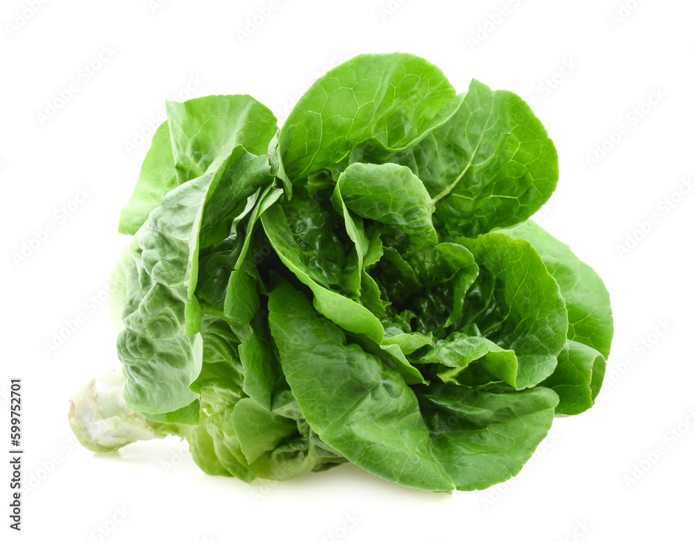 Green butter lettuce vegetable or salad isolated on white background Green butter lettuce vegetable or salad isolated on white background
