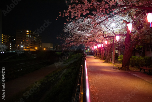 ピンク色の提灯に照らされた川辺の夜桜とビルの夜景 A beautiful night scene of the cherry blossom at the riverside with some buildings