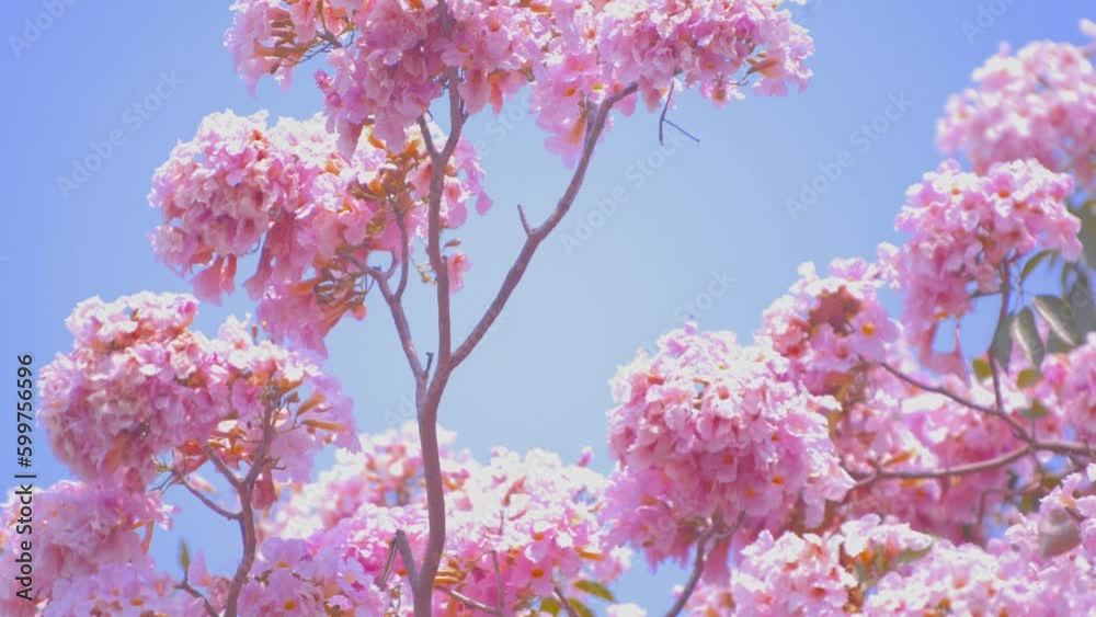Tropical pink flowers named Tabebuia rosea swaying in the breeze with patterns forming from their shape and the way sunlight and shadow is falling on the flowers.
Tropical pink flowers named Tabebuia rosea swaying in the breeze with patterns forming from their shape and the way sunlight and shadow is falling on the flowers.