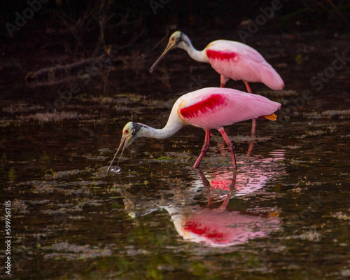 Florida Birds Roseate Spoonbill in Bay Water