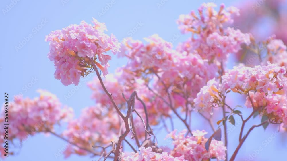 Tropical pink flowers named Tabebuia rosea swaying in the breeze with patterns forming from their shape and the way sunlight and shadow is falling on the flowers.
Tropical pink flowers named Tabebuia rosea swaying in the breeze with patterns forming from their shape and the way sunlight and shadow is falling on the flowers.