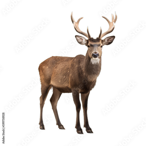 deer head isolated on transparent background cutout