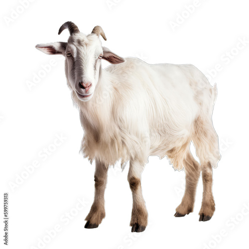 goat isolated on transparent background cutout photo