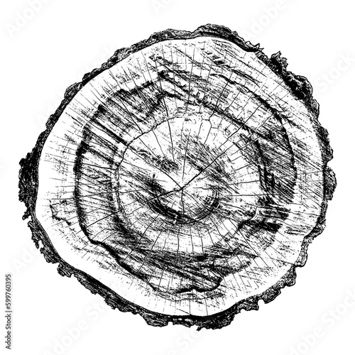 Wood texture cross section of tree rings. Cut slice of wooden stump isolated on white. Textured surface with rings and cracks. Black background made of hardwood from the forest. Vector illustration.