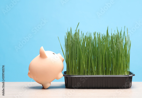 Piggy bank and grass in a pot on the table, blue background photo