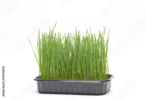 Green grass in pot on table, isolated on white