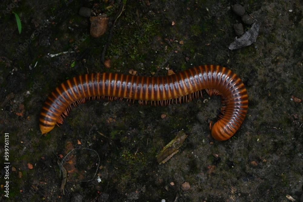 the closeup of a millipede the closeup of a millipede