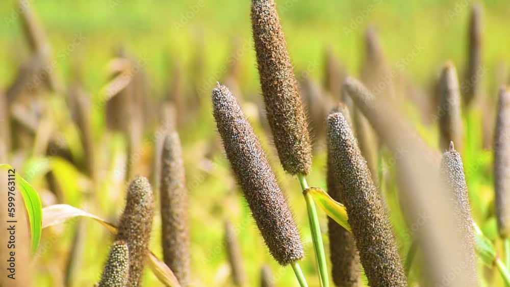 Millet field in India, millet plants and seed in farm, (pearl millet) in the field