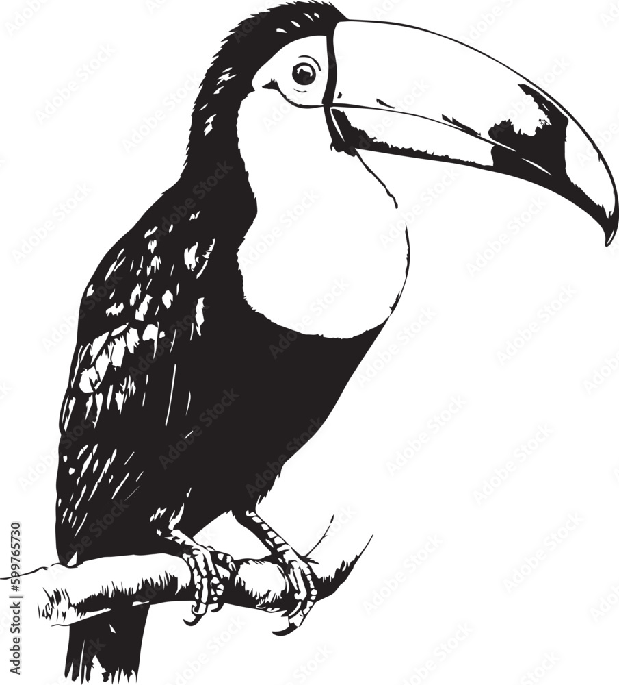 Fototapeta premium Toucan Bird Vector illustration, SVG