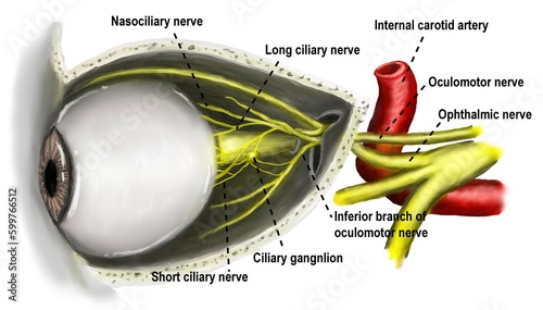 Pupil anatomy and Its' nerves photo