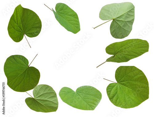 leaf leaves green spring isolated of redbud for background isolated