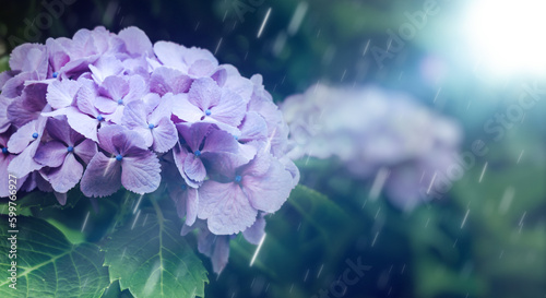 Foto 6月、梅雨、紫陽花に降る雨の背景　梅雨前線・天気・季節・日本
