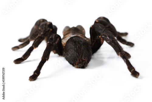 Insect, closeup and spider in studio, exotic and creepy on white background space. Bugs, scary and brown tarantula posing isolated as pet, wildlife and horror arachnid with danger aesthetic