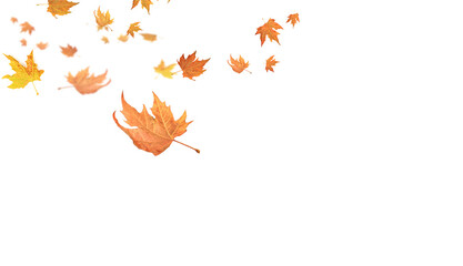 fallen falling autumn leaves background dry empty sky