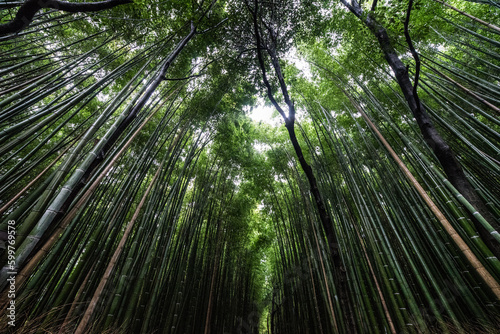 green bamboo forest in kyoto 