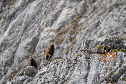 Alpine chamois in its natural rocky habitat in the Hochschwab Alps in Austria.